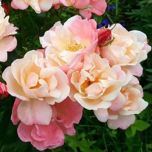 Rózsaszín - krém - virágágyi floribunda rózsa